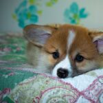 Reddybook Review: Revolutionizing Digital Publishing, Education, and Community Engagement