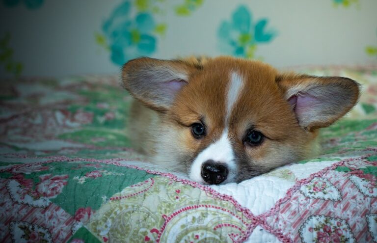 Reddybook Review: Revolutionizing Digital Publishing, Education, and Community Engagement